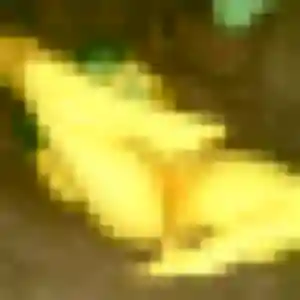 Photo de Touria à Petite-Forêt (33 ans) - rencontre coquine discret